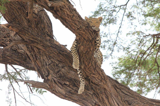 Chobe National Park - Lazy!!