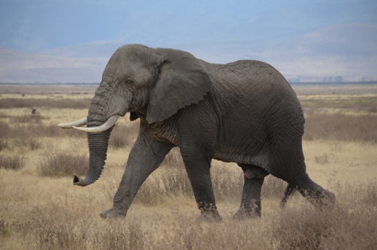 Tanzania - Prachtig dier in een prachtige omgeving