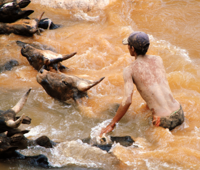 Madagaskar - veehoeder