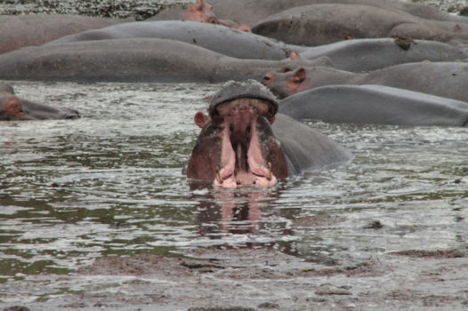 Tanzania - Tandjes gepoetst?
