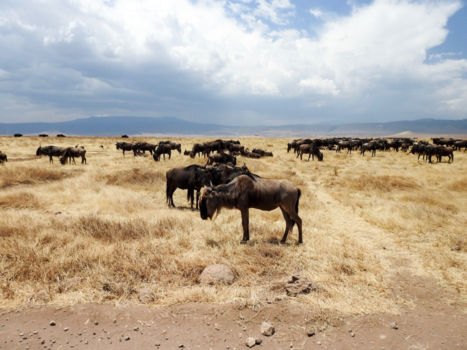 Tanzania - Wildebeest Ngorongoro Conservation Area