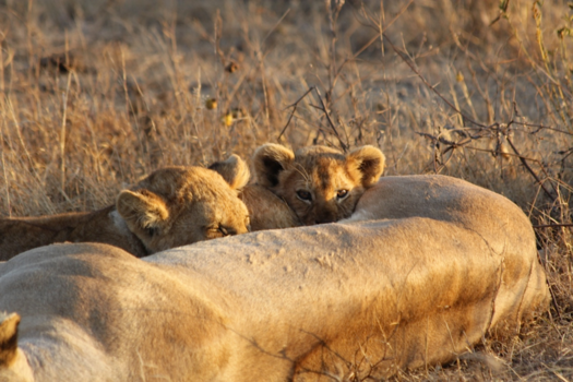 Tarangire National Park - Cuddling cub