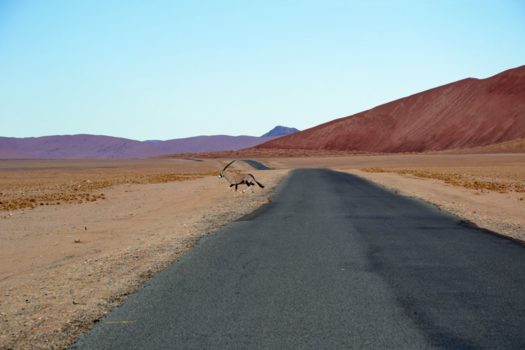 Sossusvlei - "Oryx at the Red Dunes" - Namibia, Sossusvlei