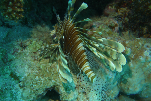 Egypte - Koraalduivel