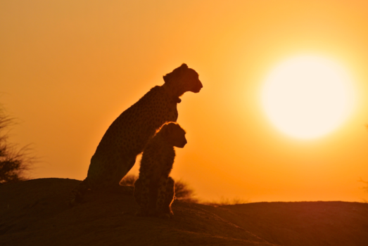Namibië - Cheetah Sunset @ Okonjima Nature Reserve Namibië