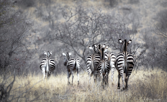 Botswana - Nature, my ass...