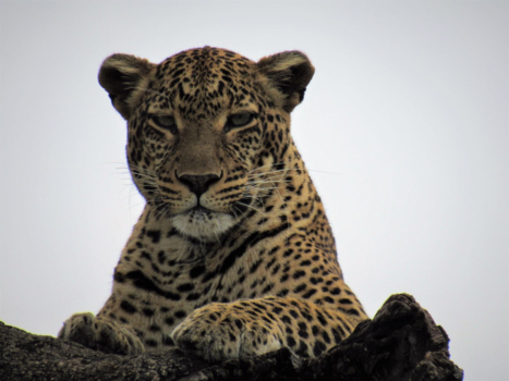 Masai Mara - One of the big five. Eindelijk gezien