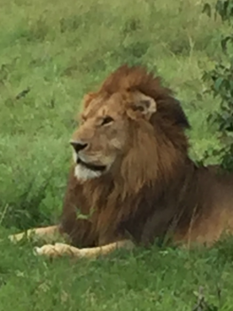 Masai Mara - De koning van de savanne
