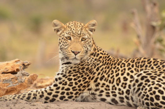 Botswana - Luipaard in Moremi Game Reserve