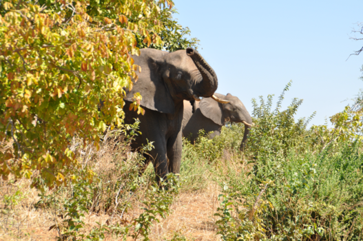 Chobe National Park - Elephant mars
