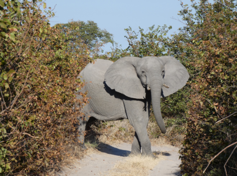 Moremi Game Reserve - Schrikken
