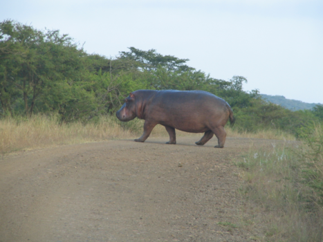 Masai Mara - een nijlpaard op het droge
