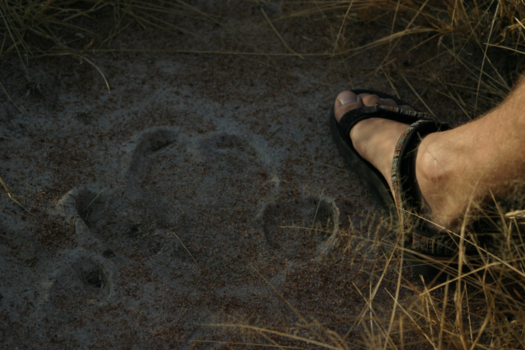 Kenia - Take nothing but photos, leave nothing but footprints... (nijlpaard)
