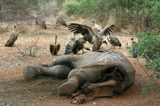Kenia - Life is though...