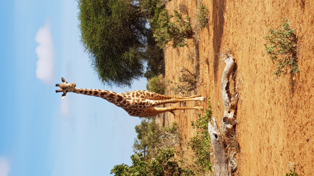 Malindi en Mombasa - Wildsafari