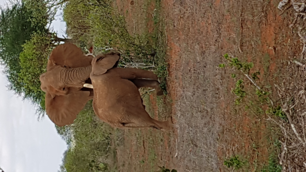Malindi en Mombasa - Olifanten