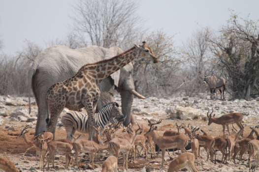 Namibië - Ontmoeting bij de waterplas