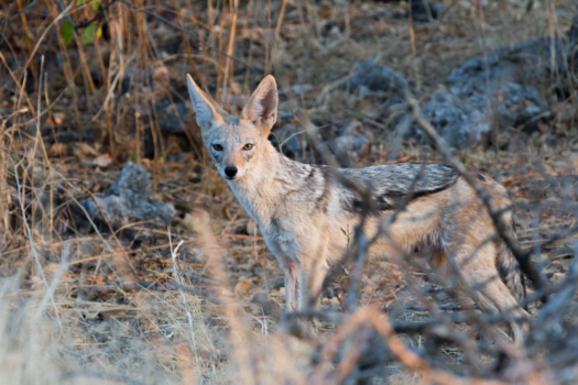 Namibië - Black saddled Jackal up close