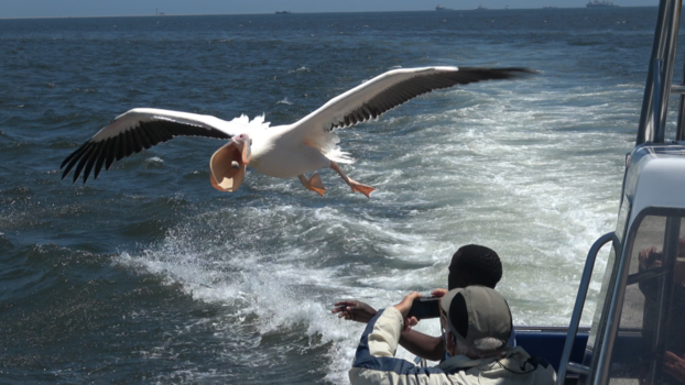 Namibië - Pelikaan. Hoezo grote bek?!