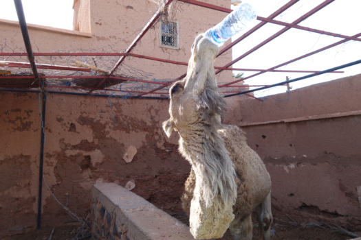 Marokko - Doe mij er nog maar een...