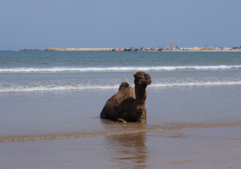 Marokko - Heerlijk dagje aan de kust.