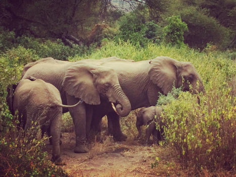 Tanzania - Olifantjes