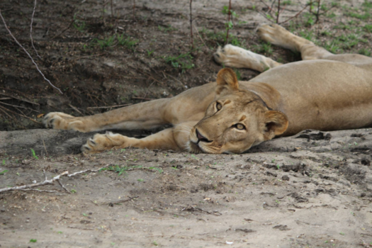 Tanzania - De leeuwenkoningin Tanzania