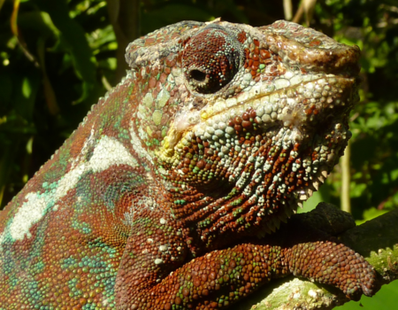 Madagaskar - Lekker!