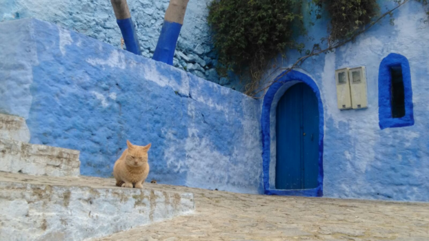 Chefchaouen - Oranje tevredenheid in de blauwe stad