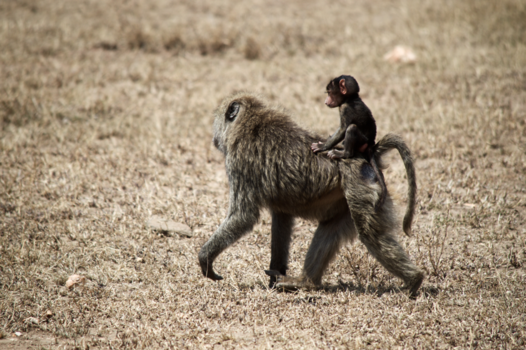 Tanzania - apen avonturen