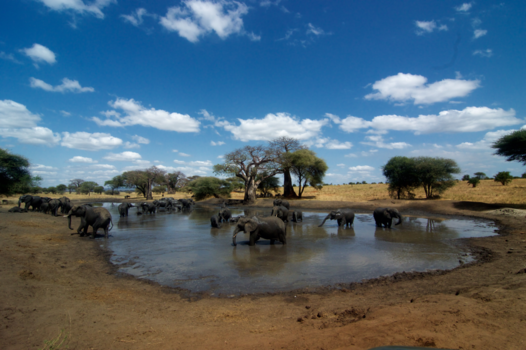 Tarangire National Park - Een frisse duik