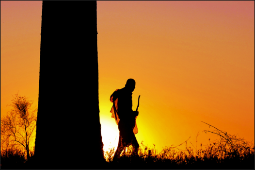 Madagaskar - Avenue des boababs