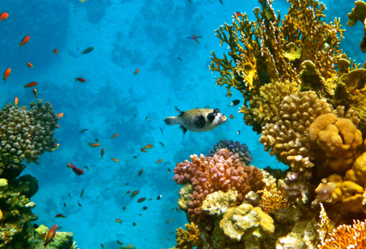 Egypte - Onderwater in de Rode zee