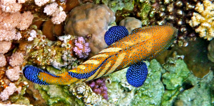 Egypte - De bijzondere vissen bij Ras Mohammed