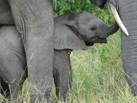 South Luangwa National Park - SMILE
