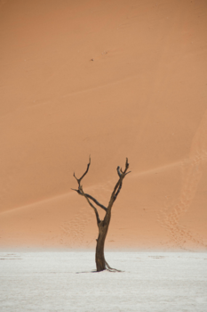 Namibië - Deadvlei - Sossusvlei