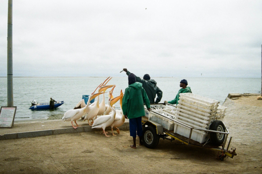 Walvisbaai - Pelicans in Walvis Bay