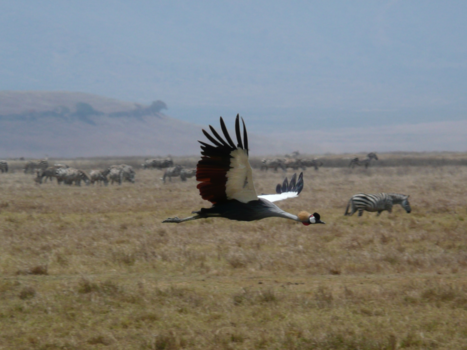 Ngorongoro krater - Freedom!
