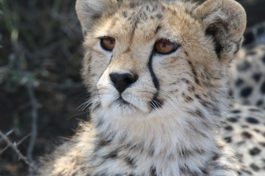 Tanzania - Serengeti NP