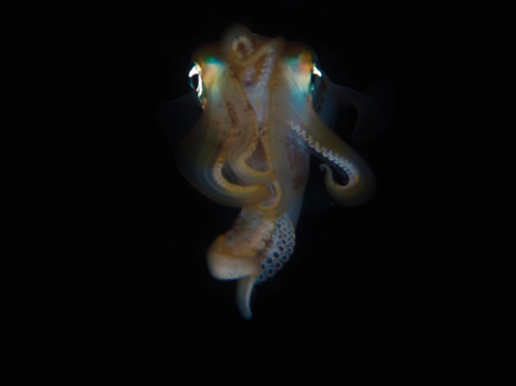 Egypte - Sepia in the dark