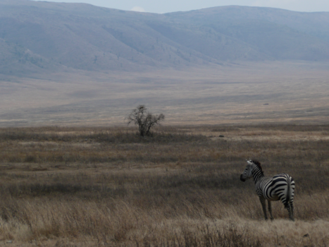 Ngorongoro krater - Zebra