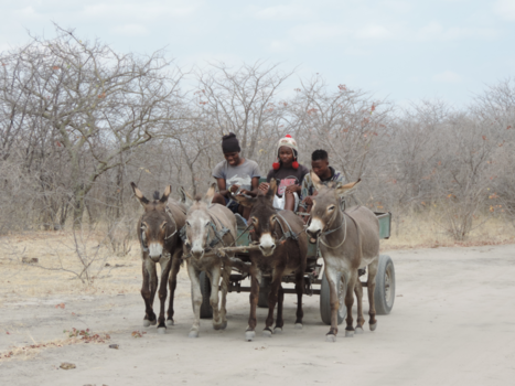 Botswana - Typisch Botswana