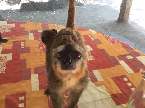 Madagaskar - In het wild geen aapjes voeren, ookal kijken ze heel schattig