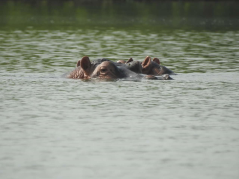 Gambia - Hippos in de Gambia rivier