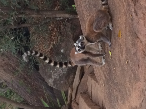 Madagaskar