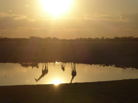 Sossusvlei - Giraffen in het avondlicht
