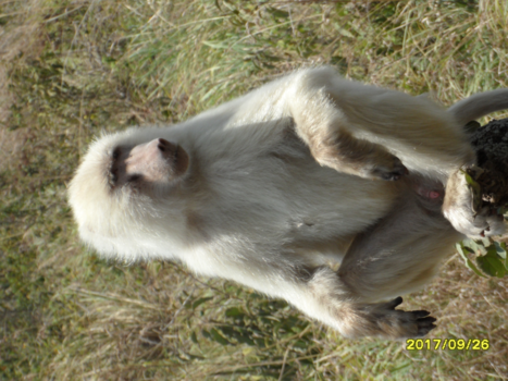 Tanzania - Witte Baviaan