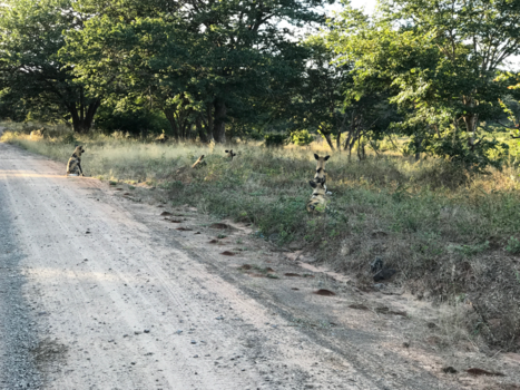 Chobe National Park - Hunting Wild dogs