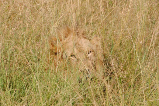 Kenia - Masai Mara
