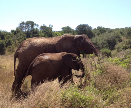 Kenia - Met mamma lekker uit eten